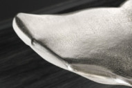 WHALETAIL - 57CM SIDOBORD