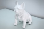 DAWA - PRYDNADSHUND FRENCH BULLDOG I VITT