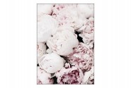 LOTTIE - 102X142CM TAVLA ROSA ROSOR