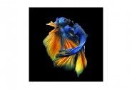 BETTA II - GLASTAVLA FÄRGGLADA FISKAR