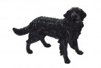 JINA - PRYDNADSHUND GOLDEN RETRIEVER I SVART