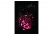 Image with rose 83x123