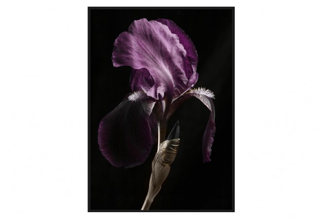 Picture with a purple flower 83x123