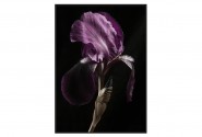 Picture with a purple flower 102x142