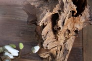 KORALL - 30-40cm SKULPTUR I TEAK
